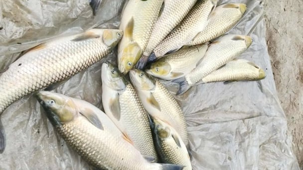 Cá lồng chết hàng loạt trên sông Bồ