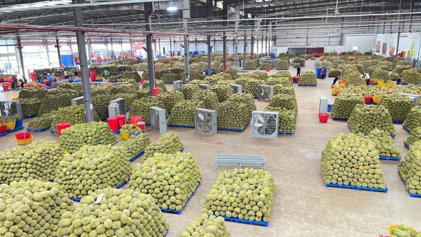 Thị trường sầu riêng trước ngã rẽ mới: [Bài 2] Chung tay thay đổi cách làm