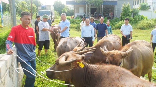 Đồng Yên trao 18 con trâu giống hỗ trợ hộ nghèo phát triển sinh kế