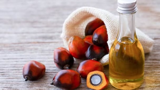 EU mở rộng quy định chống phá rừng với sản phẩm dầu cọ