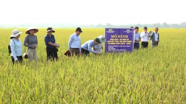 Sản xuất lúa hữu cơ: Tăng gấp đôi lợi nhuận so với canh tác thông thường