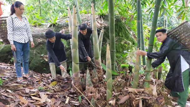 Vùng măng tre Bát Độ 4.200ha đắt khách