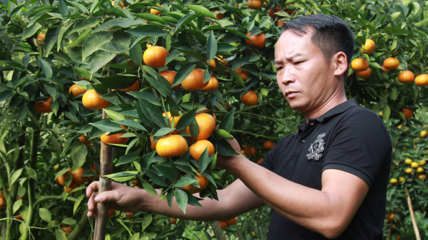 Thủ phủ cam Văn Chấn: [Bài 2] Vực dậy bằng canh tác hữu cơ