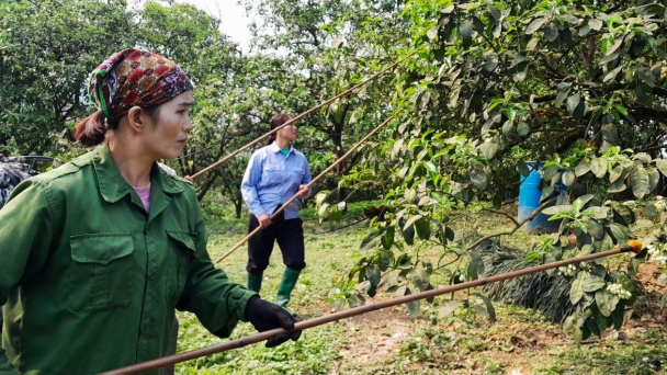 Áp dụng kỹ thuật thụ phấn chéo, hồi sinh vùng bưởi quý Đại Minh