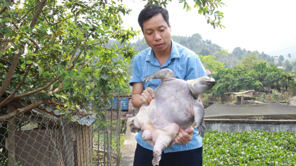 Đổi đời nhờ nuôi ba ba: [Bài 2] Thành triệu phú, tỷ phú
