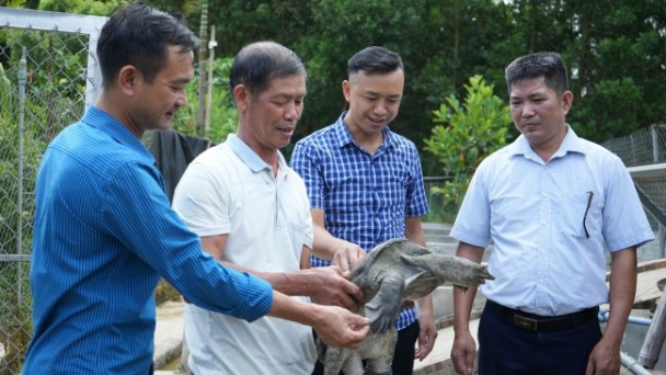 Nuôi ba ba, ốc nhồi mỗi năm cho thu nhập gần 700 triệu đồng