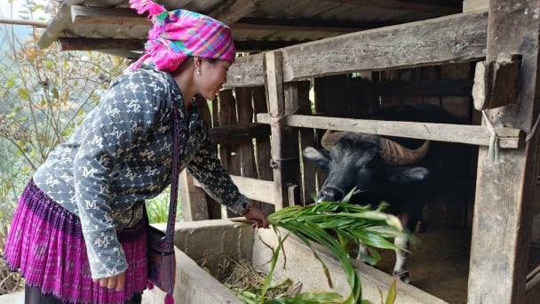 Hỗ trợ hơn 6,3 tỷ đồng phát triển chăn nuôi ở Trạm Tấu