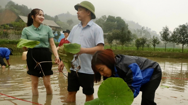 Mở hướng phát triển kinh tế và du lịch từ trồng sen sinh thái