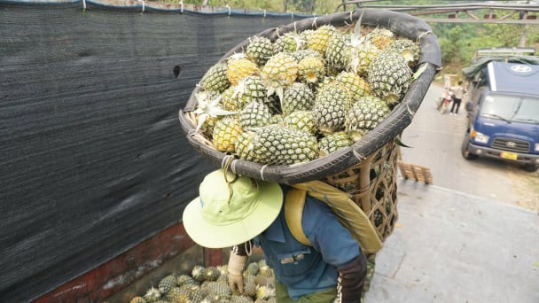 Khoa học kỹ thuật giúp cây dứa chinh phục đất Bản Lầu