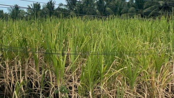 Mía chín vàng, nông dân như ‘ngồi trên đống lửa’