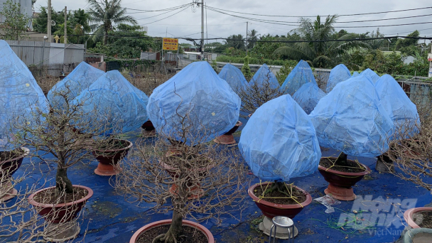 'Mắc mùng' cho mai vàng phương Nam ra Bắc