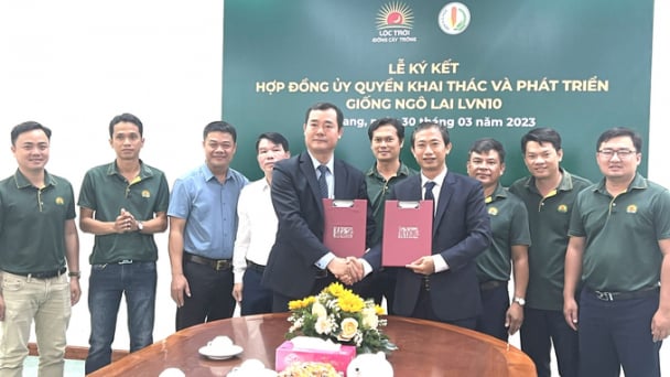Tập đoàn Lộc Trời nhận chuyển giao, cung cấp giống ngô lai LVN10
