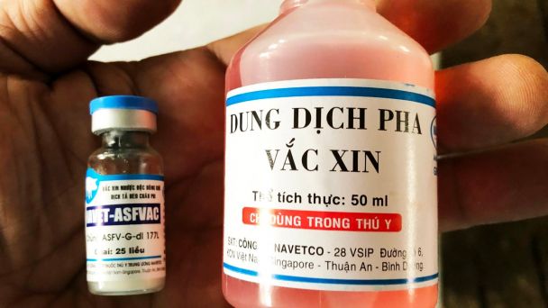 Ngăn chặn dịch tả heo Châu Phi: Câu chuyện vacxin NAVET-ASFVAC hành trình đến thành công