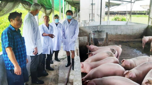 Ngăn chặn dịch tả heo Châu Phi [Bài 1] Hành trình gian nan