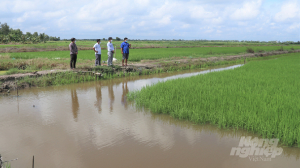 Cây lúa tím trĩu bông tại vùng giáp ranh mặn - ngọt
