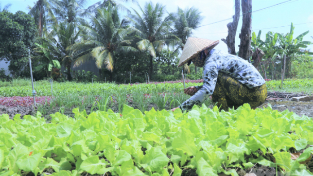 Màu xanh đã trở lại nơi từng bị mặn quanh năm