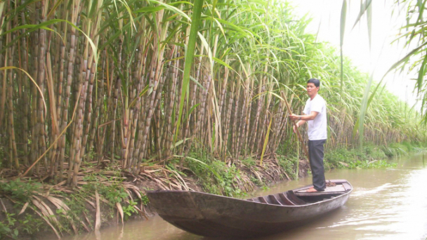 Bị nông dân bẻ kèo Công ty cổ phần Mía đường Sóc Trăng cầu cứu