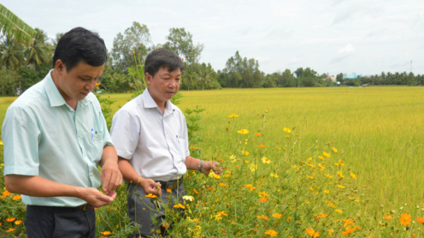 Nông dân Hậu Giang theo phương pháp canh tác mới, giảm 1/3 chi phí sản xuất
