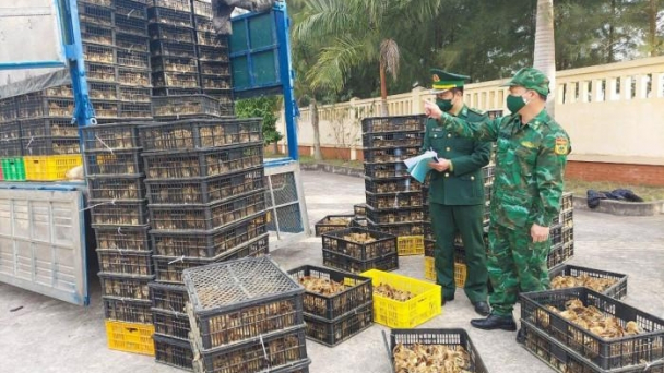 Vận chuyển trái phép hơn 75.000 con gà, cá tầm giống nhập lậu