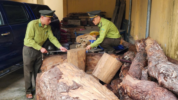 Kiên quyết xử lý các vụ vi phạm về Luật Lâm nghiệp