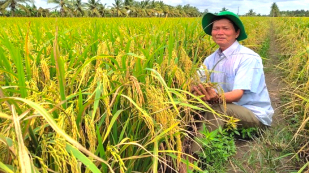 Mô hình lúa thông minh - sạ khóm, lợi nhuận tăng 25%