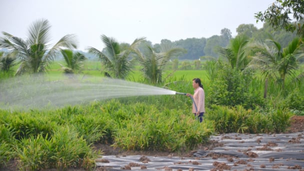 ĐBSCL: Chủ động ứng phó hạn, mặn mùa khô 2021-2022 ở mức khốc liệt