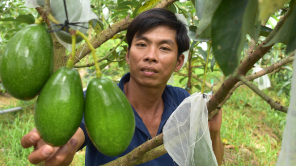 Mê mẩn vườn bơ lùn siêu sớm trái sai trĩu cành