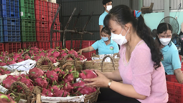 Hướng tới số hoá trong quản trị sản xuất ngành hàng trái cây ở ĐBSCL