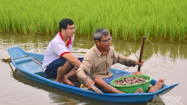 Đồng lúa hữu cơ xanh mướt của bà con đồng bào Khmer ấp Lộ Sỏi A