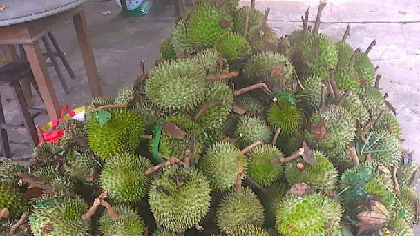 59 tấn sầu riêng bị rụng non do dông lốc