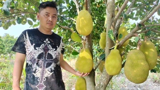 Mít ruột đỏ cam đào được thương lái săn lùng