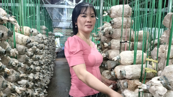 Trang trại nấm đóng góp 4/5 sản phẩm OCOP toàn huyện