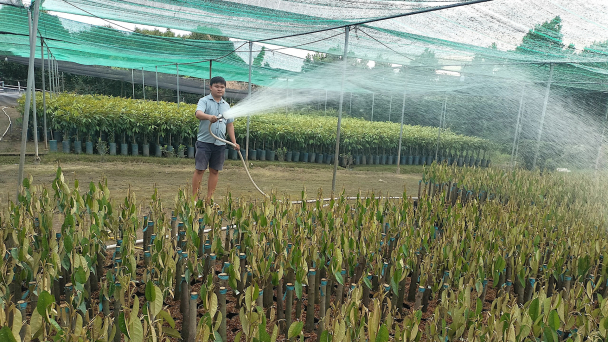 Ngọt hóa xứ dừa