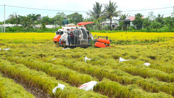 Tiền Giang bỏ vụ lúa thu đông ở vùng ngọt hóa Gò Công