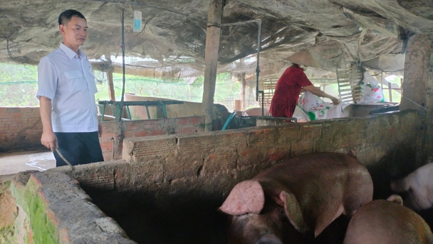 Không tiêm phòng, dịch tả heo Châu Phi lan khắp ĐBSCL
