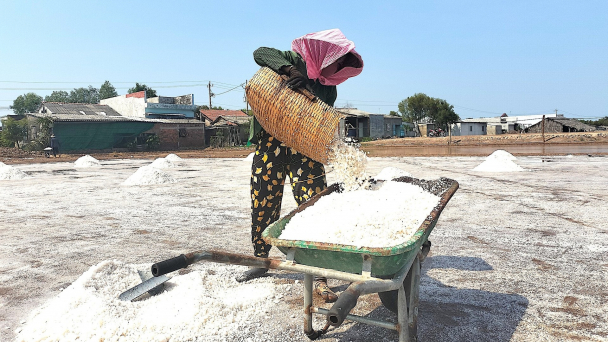 Vụ muối đầu năm năng suất cao nhưng giá thấp, diêm dân thất thu