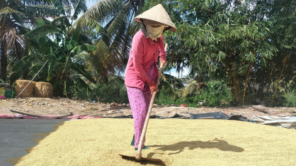 Bến Tre: Phần lớn lúa đông xuân đã thoát được hạn mặn