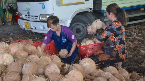 Giá dừa khô đang giảm