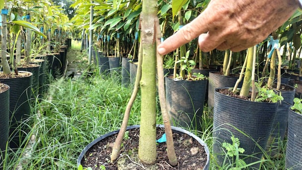 Thêm 'chân' cho cây sầu riêng