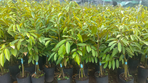 Cây giống sầu riêng khan hàng, giá tăng gấp đôi