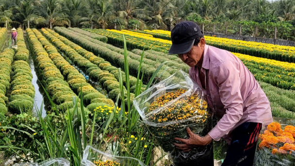 Hoa kiểng Chợ Lách tiêu thụ ổn định, người dân phấn khởi