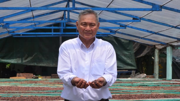 Ca cao giúp nông dân Trà Ôn tăng thu nhập