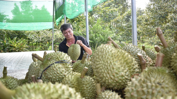 Hàng rào Cadimi và phép thử với vùng trồng sầu riêng