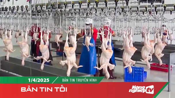 Singapore chính thức mở cửa cho thịt và trứng gia cầm từ Việt Nam
