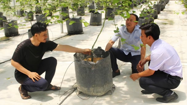 Trồng chanh leo trong nhà màng mang lại lợi ích kép