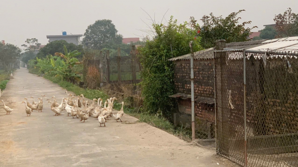 Dựng ‘hàng rào sinh học nhiều lớp’ bảo vệ đàn vật nuôi