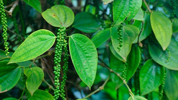 Import of Vietnamese pepper into the UK: Largest volume, lowest price