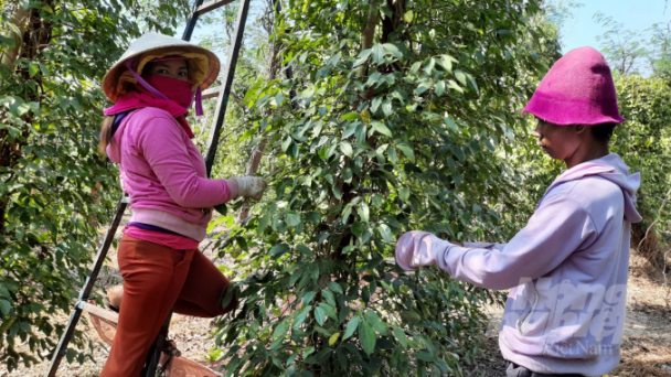 Pepper price forecast to be around VND 70,000/kg by the end of this year