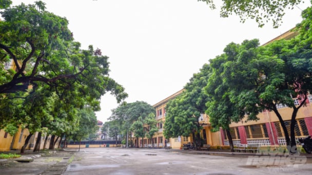 Plant one billion green trees by 2025