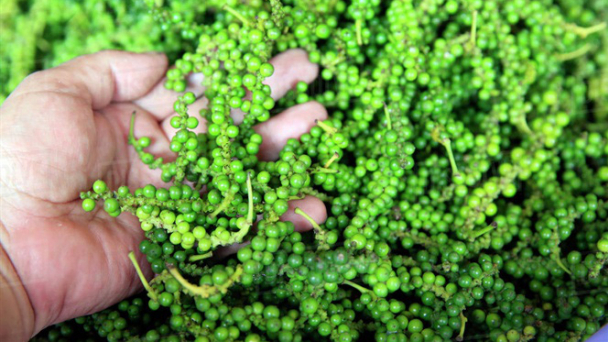 The US remains the largest importer of Vietnamese pepper